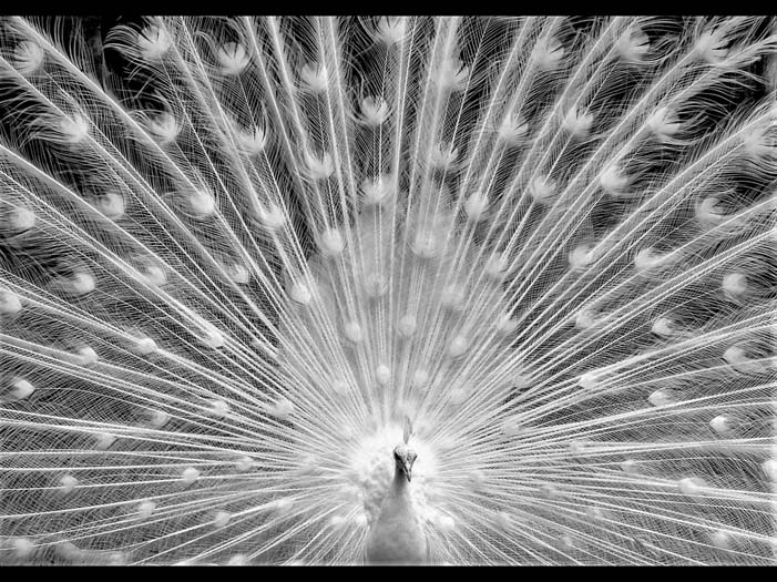 nature image 07